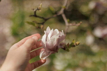 Woman gently touching beautiful pink magnolia flower in spring garden © Cavan