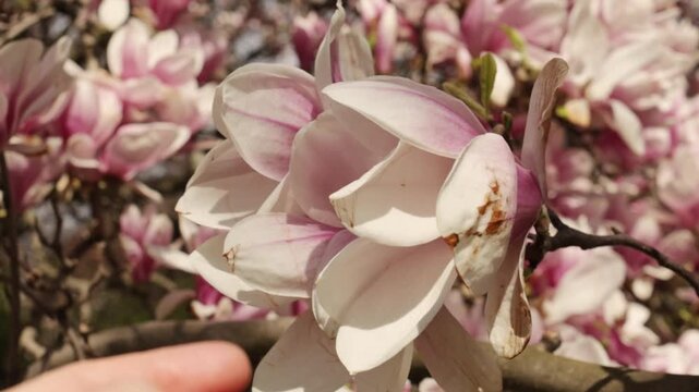 Woman hand gently touching pink magnolia flowers in vojan gardens