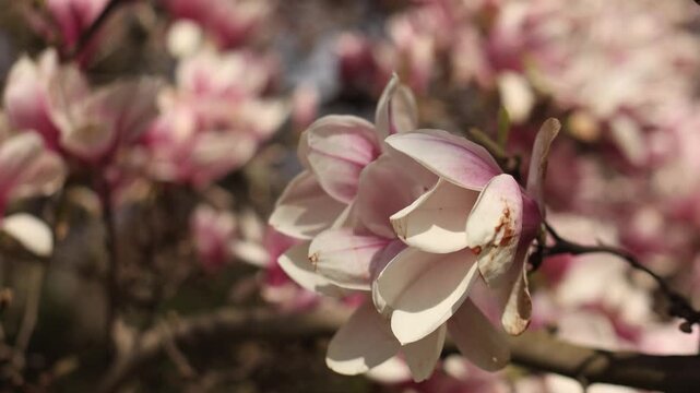 Blooming pink magnolia tree flower in spring garden in vojan gardens