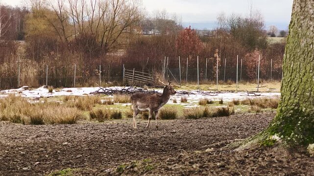 Fallow deer buck standing in a muddy winter field