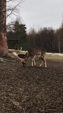 Fallow deer buck with large antlers foraging in mud