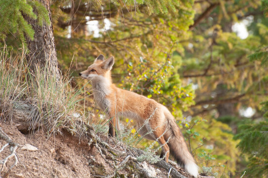 Red fox standing alert on a forest hillside