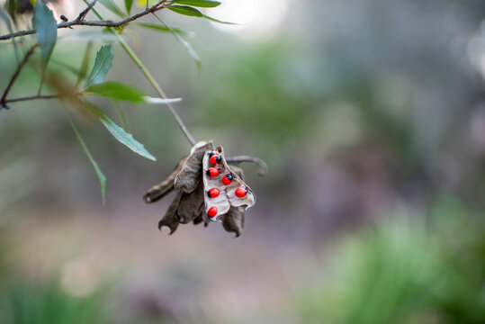 Open seed pod with vibrant red Rosary Peas