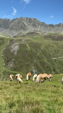 Haflinger horses grazing peacefully in an alpine meadow