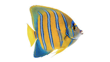 Colorful tropical butterflyfish marine wildlife isolated on transparent background © Leo