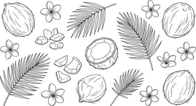 Hand drawn coconut fruit set with palm leaves and tropical flowers in black and white sketch style
