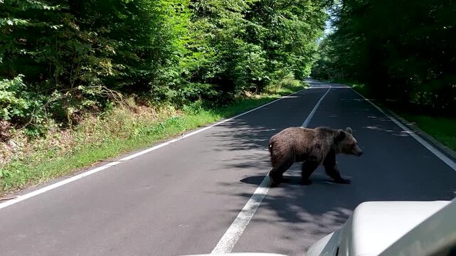 Wild brown bear on a forest country road, Szeklerland, Romania