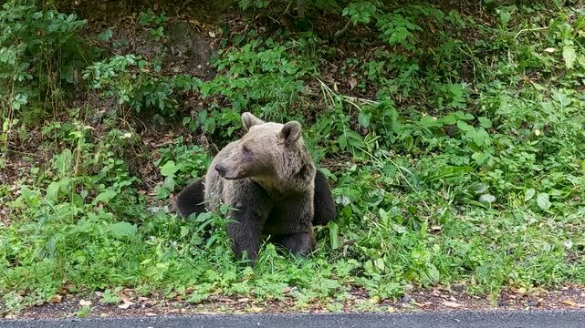 Wild brown bear on a forest country road, Szeklerland, Romania