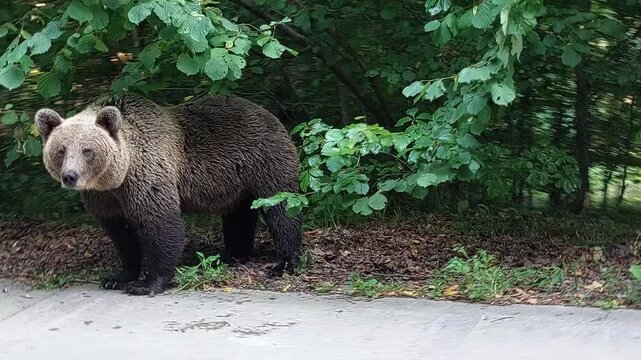 Wild brown bear on a forest country road, Szeklerland, Romania