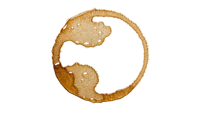 Brown coffee ring stain with small bubbles, isolated on transparent background