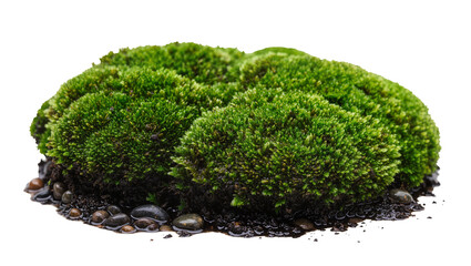 Lush green moss clump with dark soil and wet pebbles, isolated on transparent background © Florin
