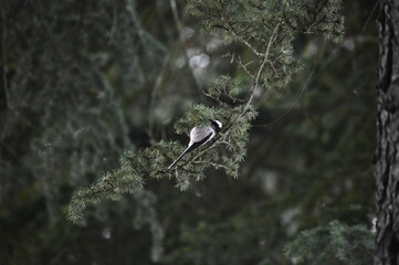 Long-tailed tit (Aegithalos caudatus) © ZZh