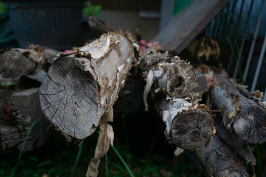 Stacked logs show weathered, rough bark and visible rings