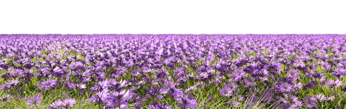 Wildflower full blossoms fields cut-out pano backgrounds 3d rendering png