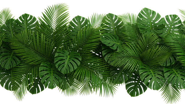 Lush green monstera and palm leaves border, isolated on transparent background