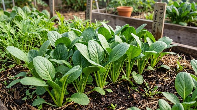 Growing organic komatsuna