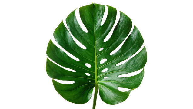 Vibrant green Monstera Deliciosa leaf with natural fenestrations, isolated on transparent background