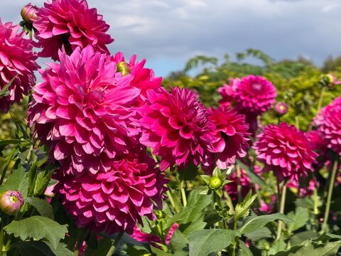 Dahlia blossom in a botanical garden