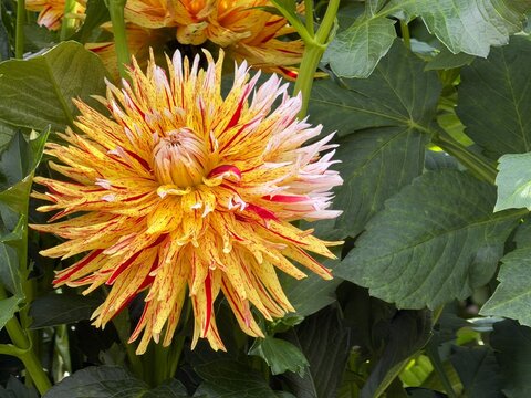 Dahlia blossom in a botanical garden