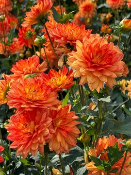 Dahlia blossom in a botanical garden