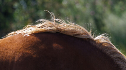 Close-up of horse's mane and neck © schankz