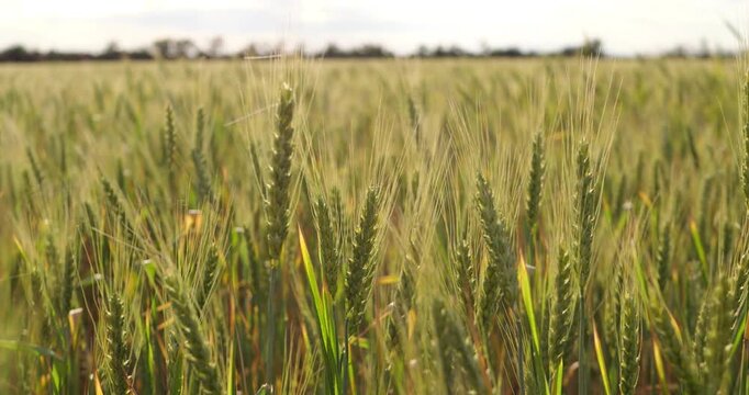 Wheat field sways gently under bright sunlight. Green stalks grow tall, showcasing agricultural beauty. Nature's bounty thrives in serene countryside landscape.