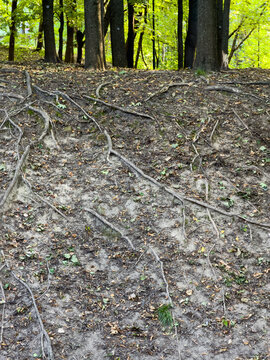 Exposed tree roots weave through forest floor