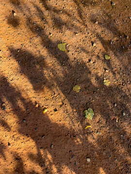 Sunlight casts tree shadows on rich, textured soil