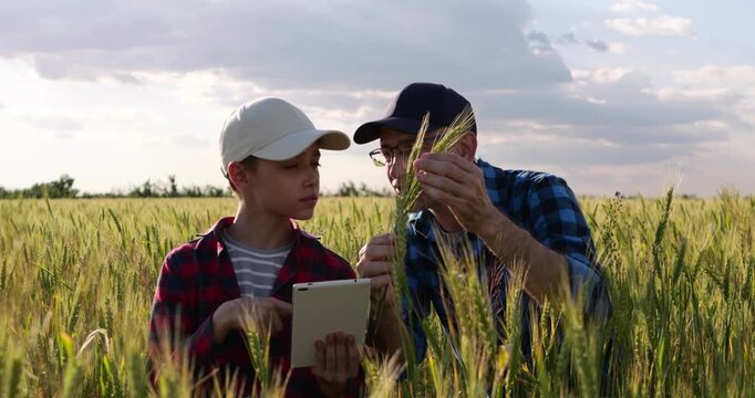 Father and son inspect wheat field. They examine grain and use tablet for farming research. Family teamwork brings crop education outdoors at sunset. Rural agriculture scene shows hands-on learning.