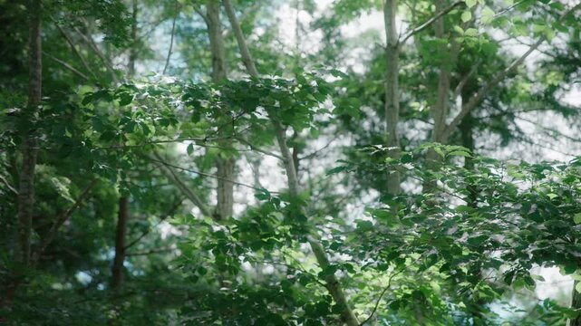 夏の山奥の森林で木漏れ日に照らされきらめく鮮やかな緑の木々の葉のクローズアップ