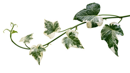 Variegated ivy vine with green and white leaves, isolated on transparent background © Matteo