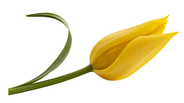 Single yellow tulip bud with curved green leaf, isolated on transparent background