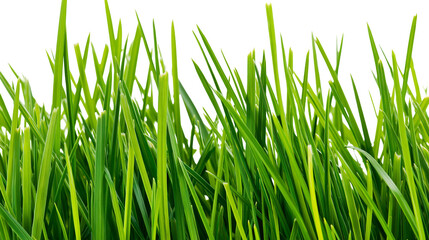 Fototapeta premium Lush green grass blades detailed texture, isolated on transparent background