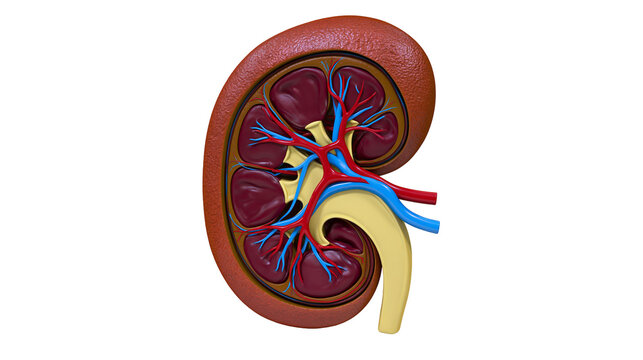 Detailed cross-section of a human kidney showing cortex medulla and renal pelvis, isolated on transparent background