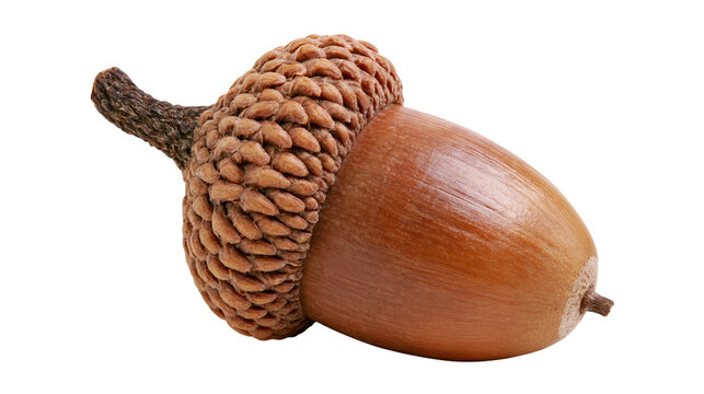 Single brown acorn with textured cap, isolated on transparent background