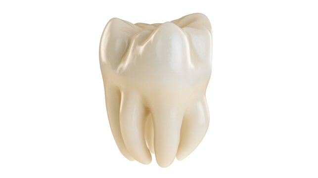 Realistic human molar tooth with visible roots, isolated on transparent background