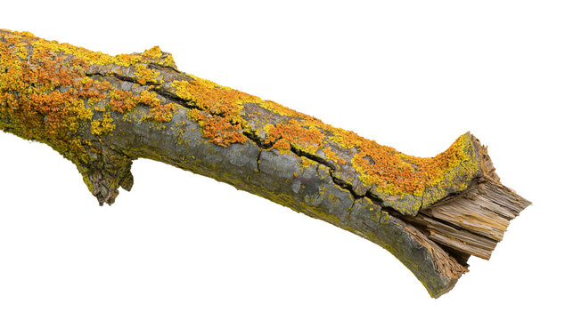 Cracked tree branch covered in orange and yellow lichen, isolated on transparent background