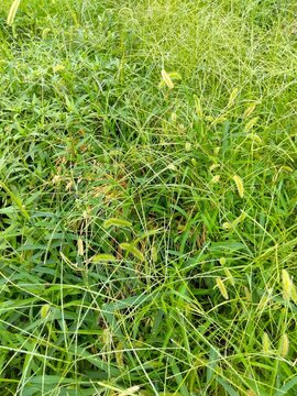 夏の野原に生えるエノコログサ