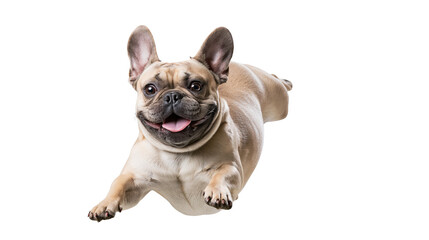 Obraz premium Happy fawn French Bulldog dog jumping, isolated on transparent background