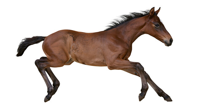 Brown horse foal galloping with black mane and tail, isolated on transparent background