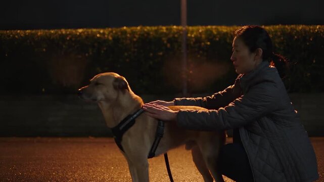 Woman fastens a reflective harness on her dog under a streetlight at night