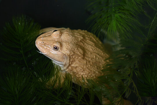 "A close-up of a large, pale frog partially submerged in dark water, surrounded by green aquatic plants."