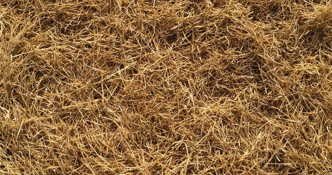 The summer drought has influenced the dry texture of the yellow grass on the lawn