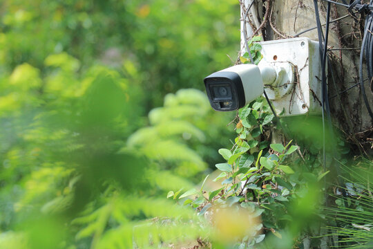 Outdoor security CCTV camera mounted on wall and covered with green climbing plants, electronic surveillance system for property protection and crime prevention
