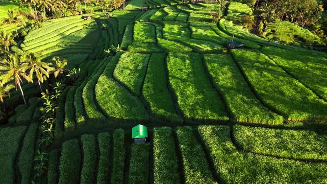 Lush contoured rice paddies glowing in morning sunlight across tropical countryside with palm trees and farm tracks sweeping aerial view in Bali Indonesia drone footage