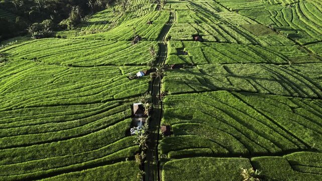 Endless green rice terraces bathed in warm light with winding paths through the tropical landscape in rural Jatiluwih Bali aerial drone footage