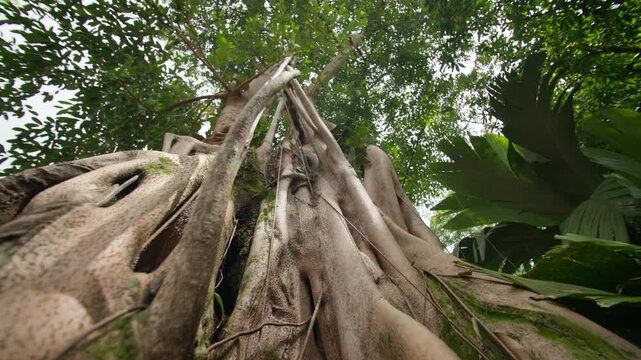 Beautiful tropical Asian rainforest landscape with exotic trees lush plants and untouched nature creating a serene wilderness scenery for travel and tourism