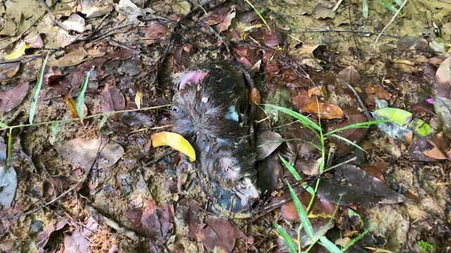 Rotten rat lying dead in Bangladesh, moving in closer