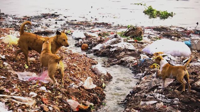 Dhaka dogs forage eating rotten food waste on the Buriganga riverbank urban landfill