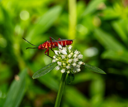 Florida Cotton Stainer on a White Flower